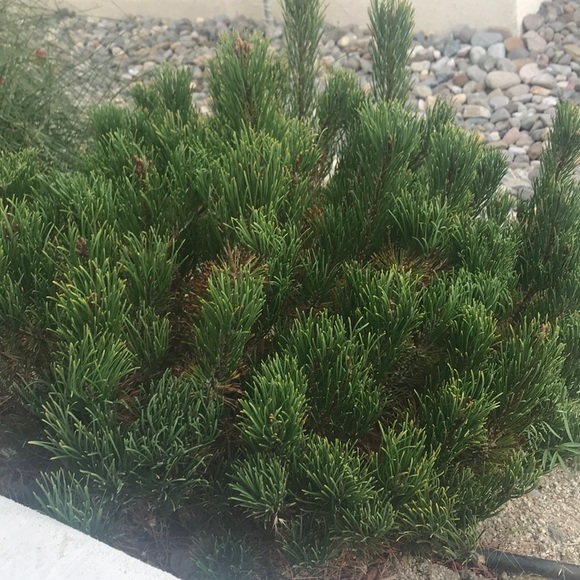 Meet your Posher, Makayla - Picture 1 of 1